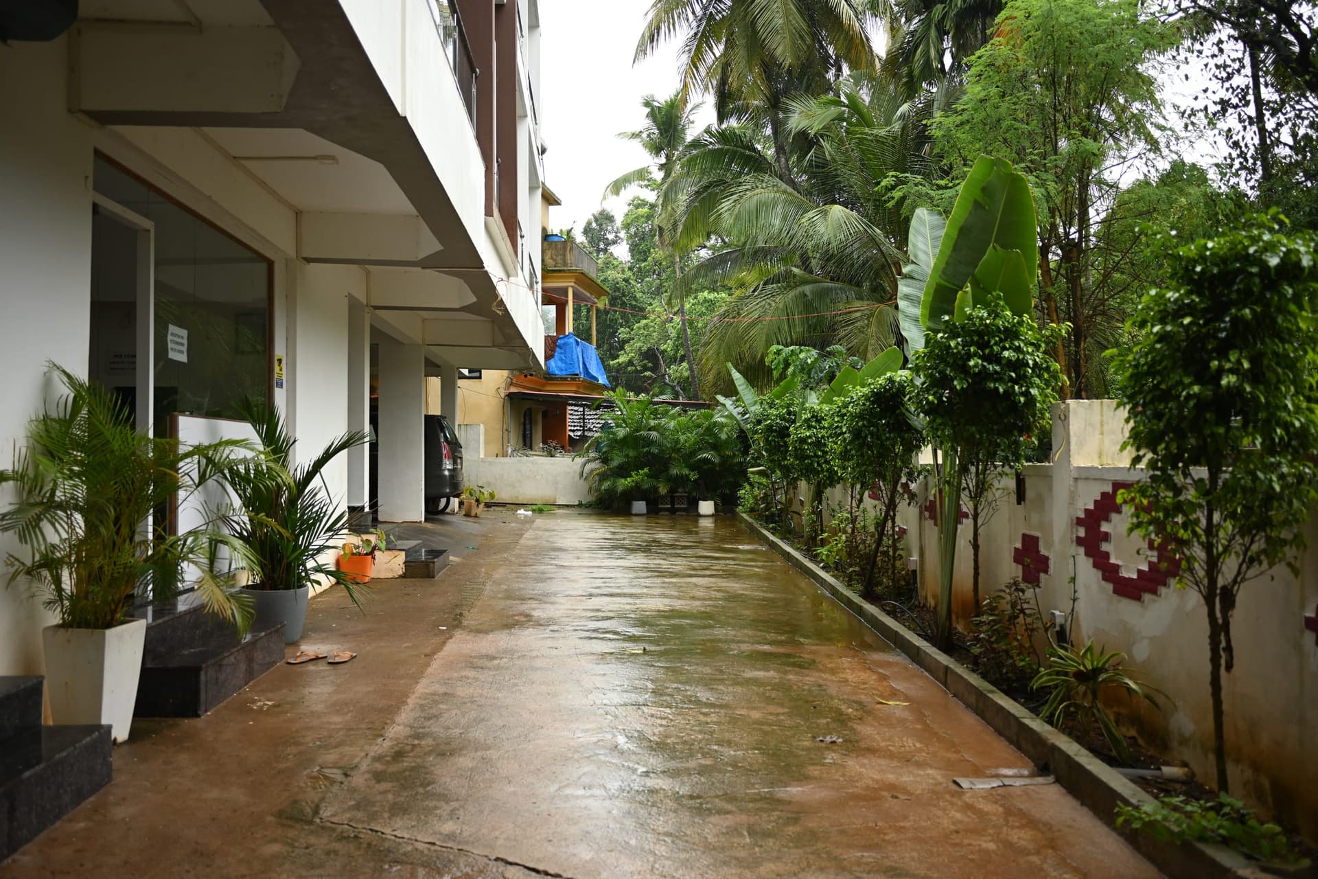 The drive along the side of the house, lined with palms